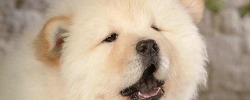 小狗耳朵里褐色的东西是耳螨吗