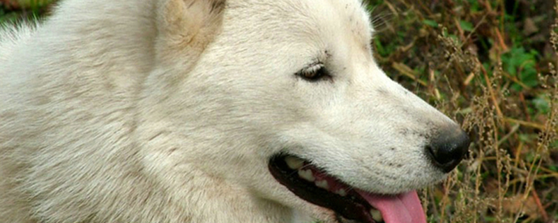 狗要生产前的征兆