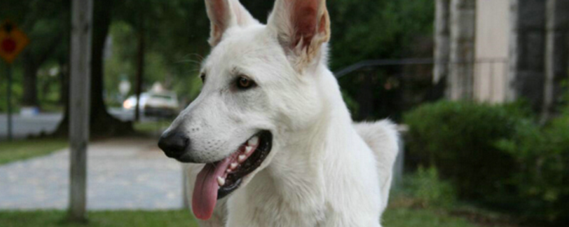 狗走路不稳四肢无力