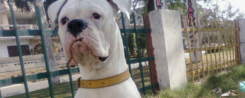 小狗断尾最佳时间