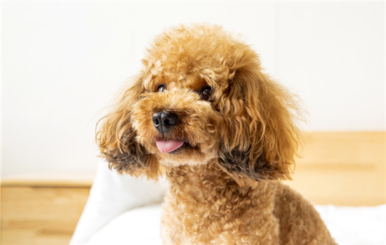 临夏市城市养犬管理办法 临夏市养犬管理办法