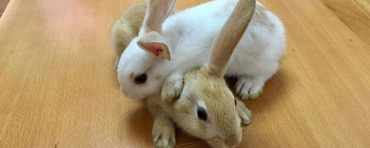 公主兔和一般兔子的区别