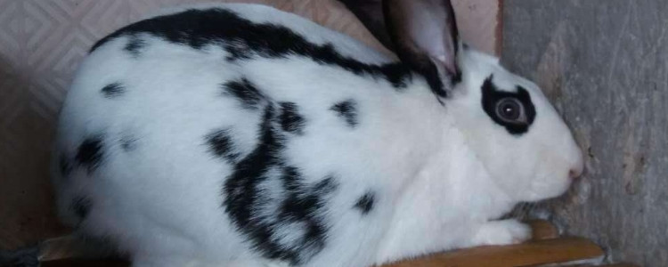 兔子晚上喜欢开灯吗