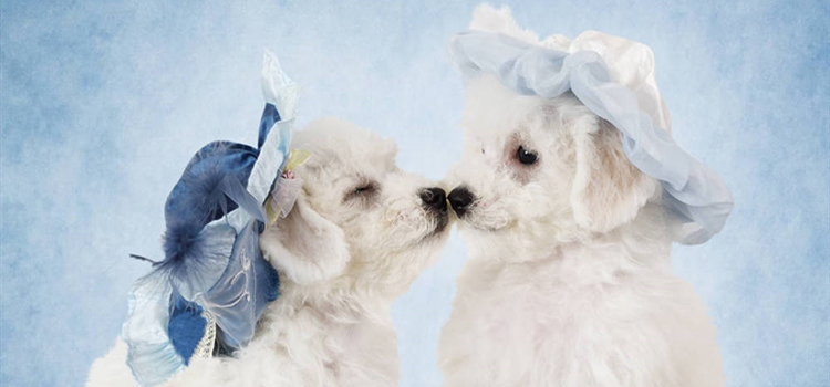 比熊小体的标准