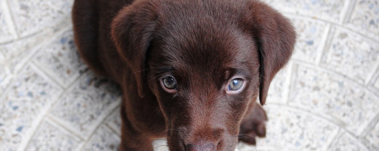 清尸犬是什么品种