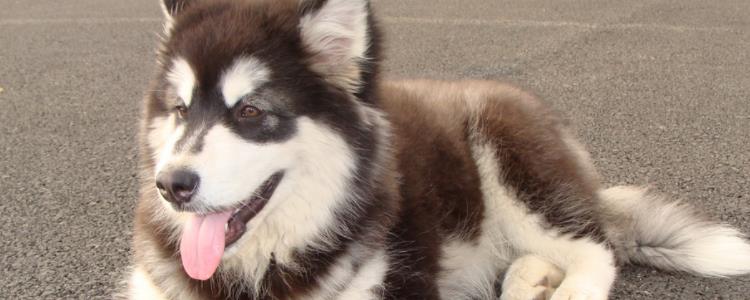 三个月的阿拉斯加咬人怎么办