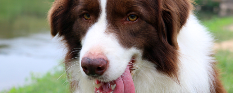 狗狗绝育前能喝水吗