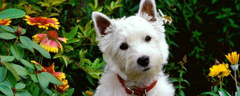 狗狗几个月开始认主人