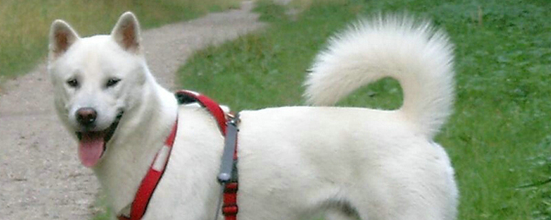 狗狗吃东西就吐怎么回事