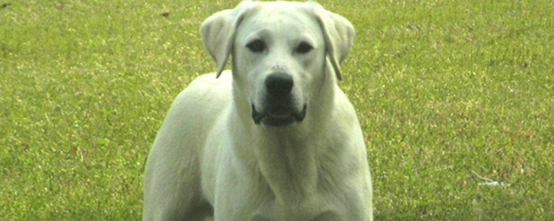 养拉布拉多的基本常识
