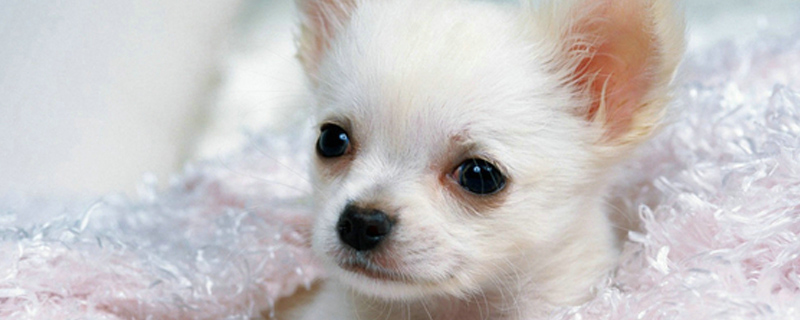 狗狗品种小型犬