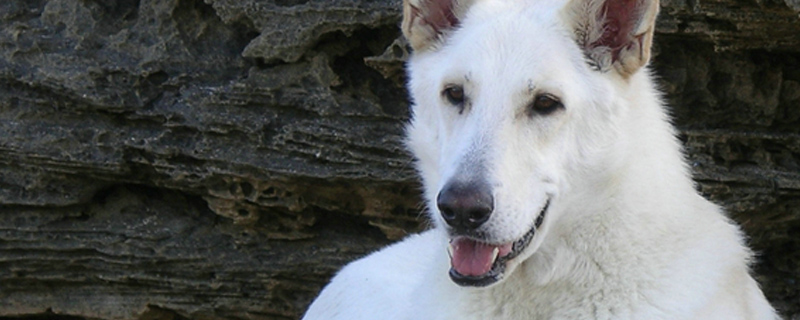 狗瓜子抓伤用打针吗