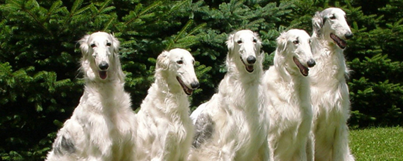 狗狗每天都在想什么