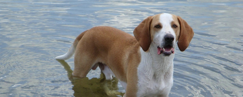 狗吃猫粮什么副作用