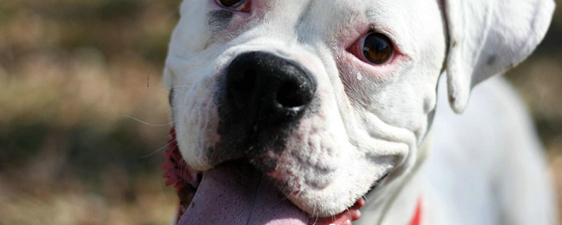 狗狗脚垫干粗糙怎么办