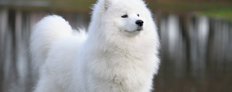 狗咬了没破没事吧