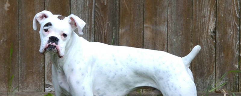 狗狗无故发抖的原因