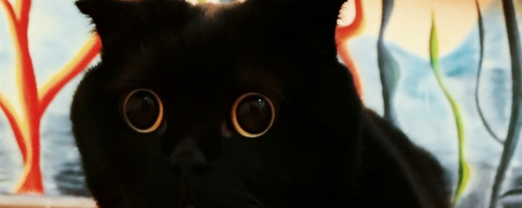 黑色的猫叫什么名字