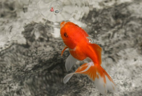 金鱼待在一个地方不动