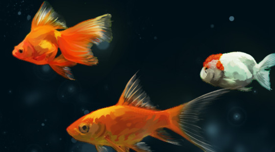 母金鱼产卵前有什么征兆