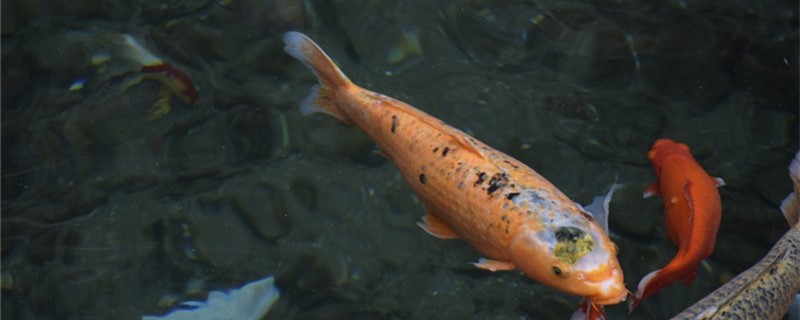 锦鲤不打氧能养吗