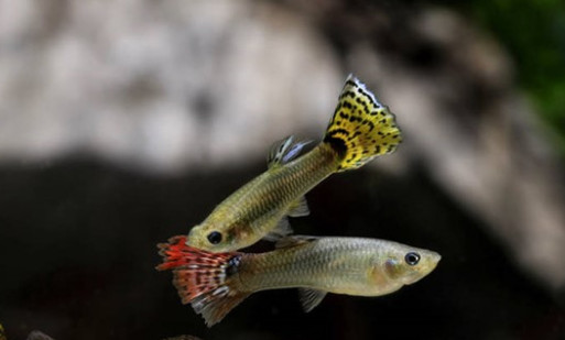 孔雀鱼缸适合放石头吗