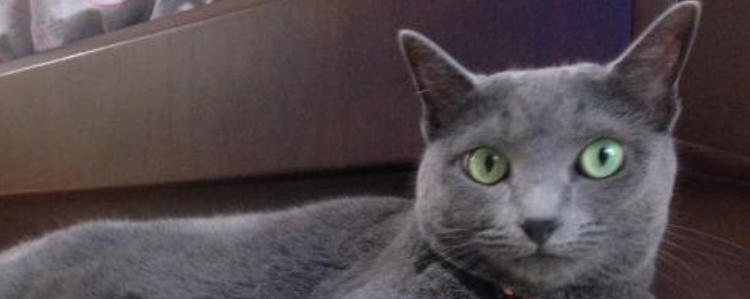 科拉特猫和俄罗斯蓝猫的区别