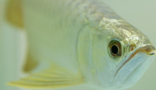 龙鱼眼睛凹陷还有救吗