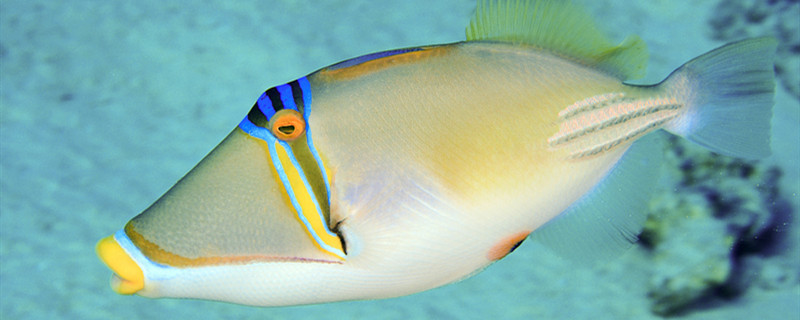 鱼缸水温30度会死鱼吗