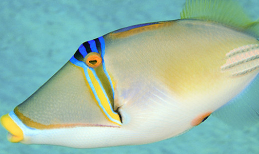 鱼缸水温30度会死鱼吗