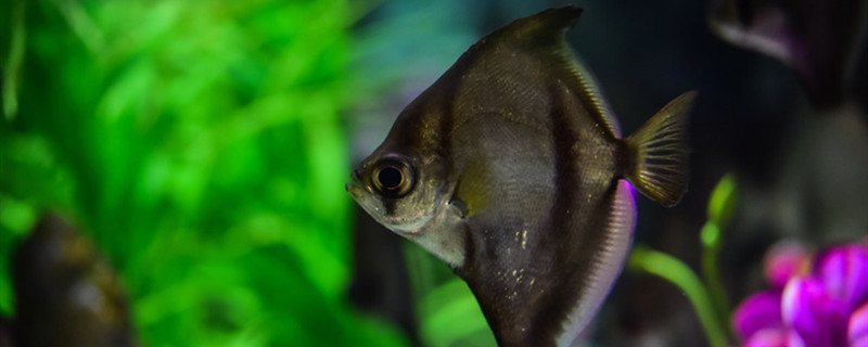 热带鱼能活多久