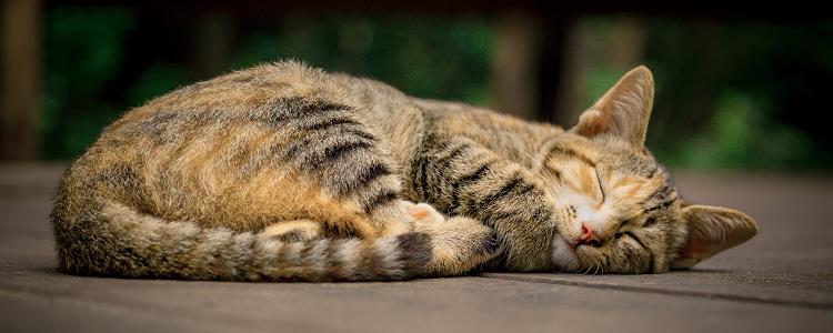 猫胰腺炎最有效的治疗方法