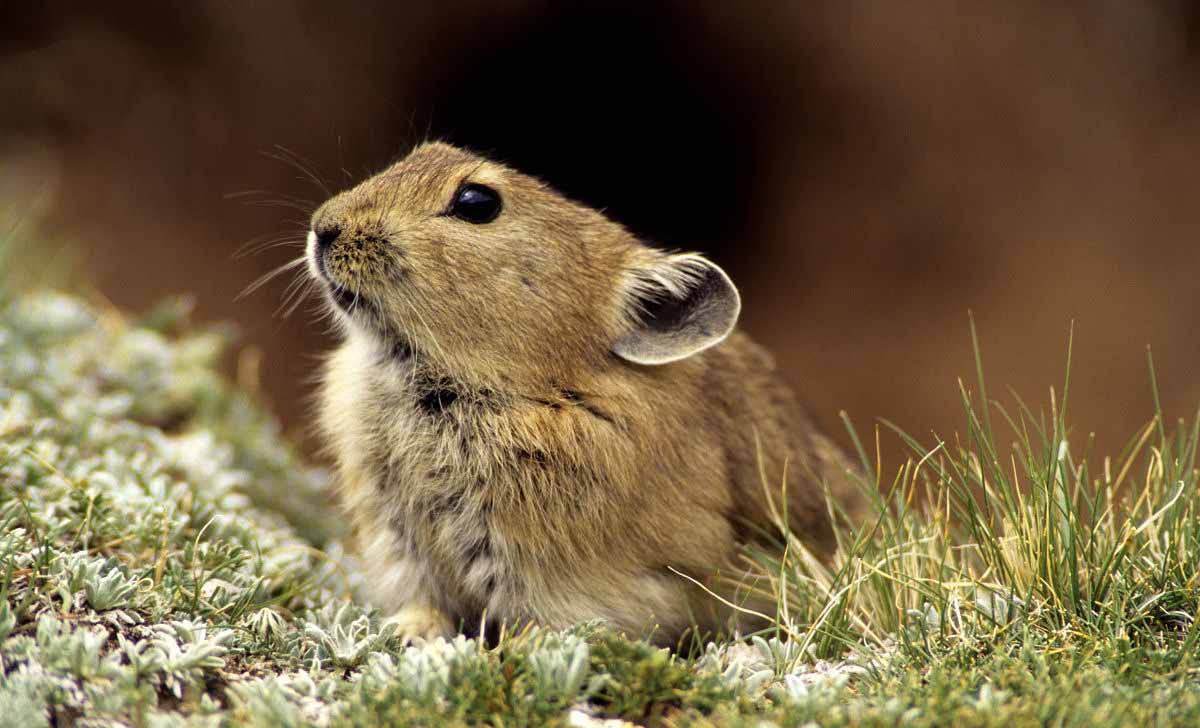 高原鼠兔的别名叫什么