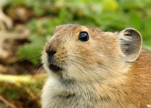 高原鼠兔生活习性