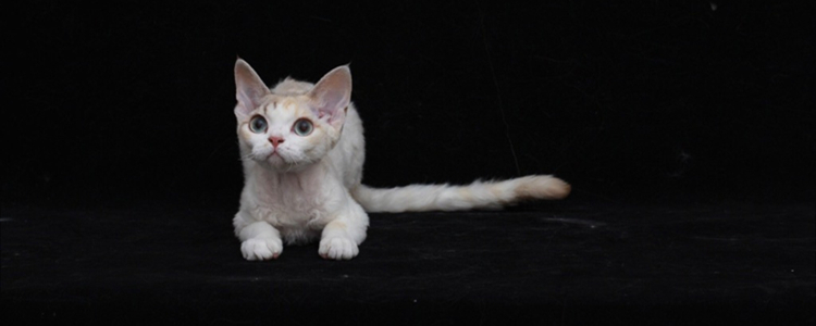 猫咬过的东西人能吃吗