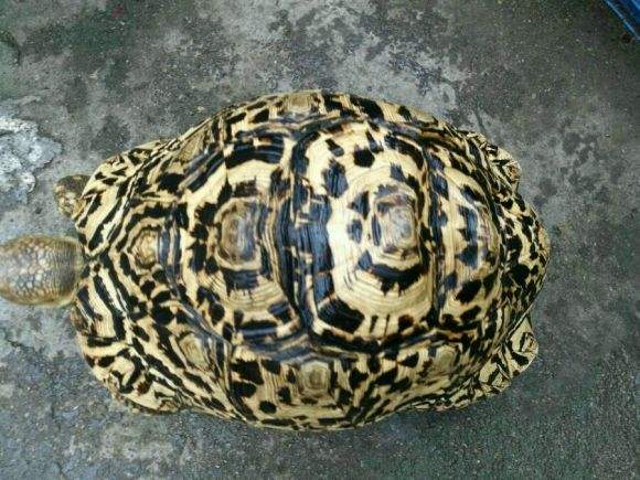 豹纹陆龟保护级别 豹纹陆龟是几级保护