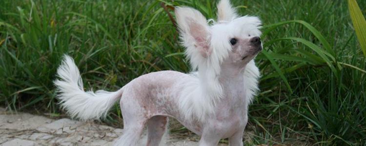 最丑的狗品种叫什么