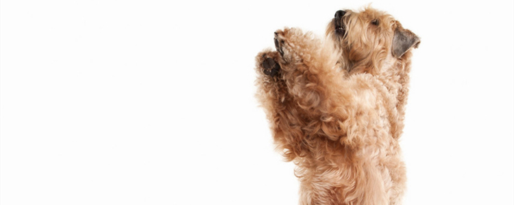 刚毛猎狐梗为什么很少有人养