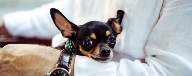 吉娃娃适合人群