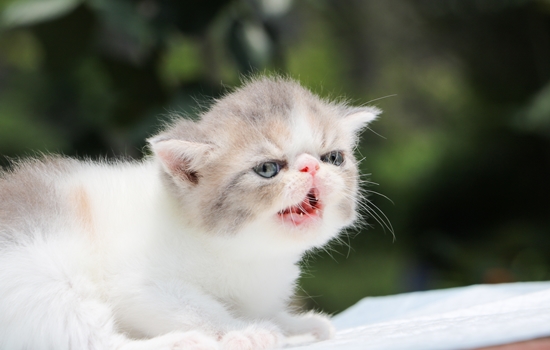 土猫怎么训练用猫砂