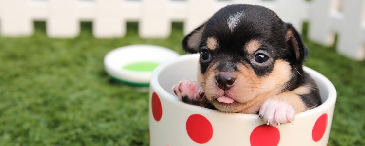 茶杯犬吃什么食物以及零食