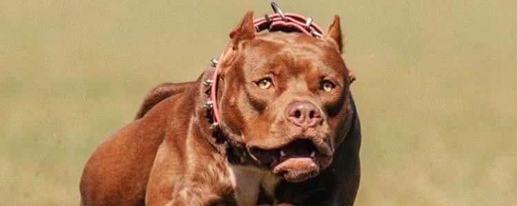 巨比犬和比特犬的区别