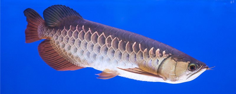 养龙鱼用什么缸