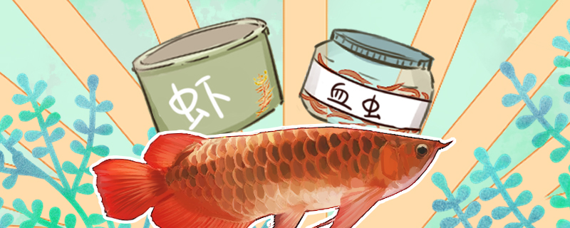 喂龙鱼的虾怎么处理