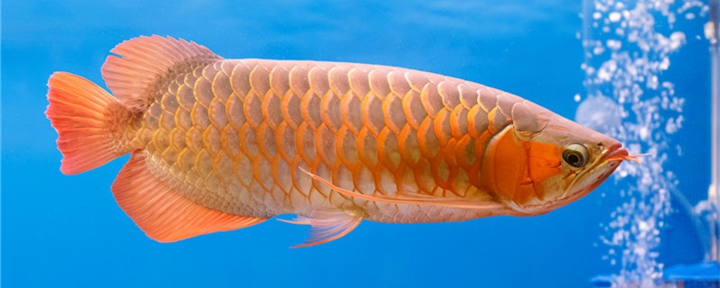 龙鱼吃什么饲料比较好