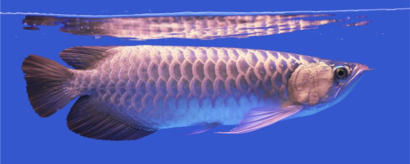 龙鱼的饲养方法