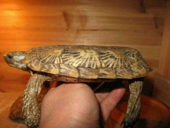 饼干龟是几级保护动物