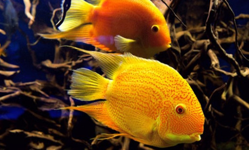 小鹦鹉鱼怎么养