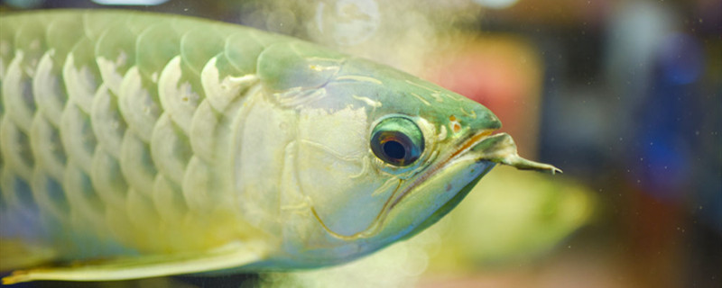 淡水鱼能在海里生存吗