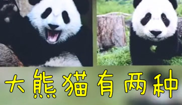 大熊猫有两种 大熊猫有几种亚种
